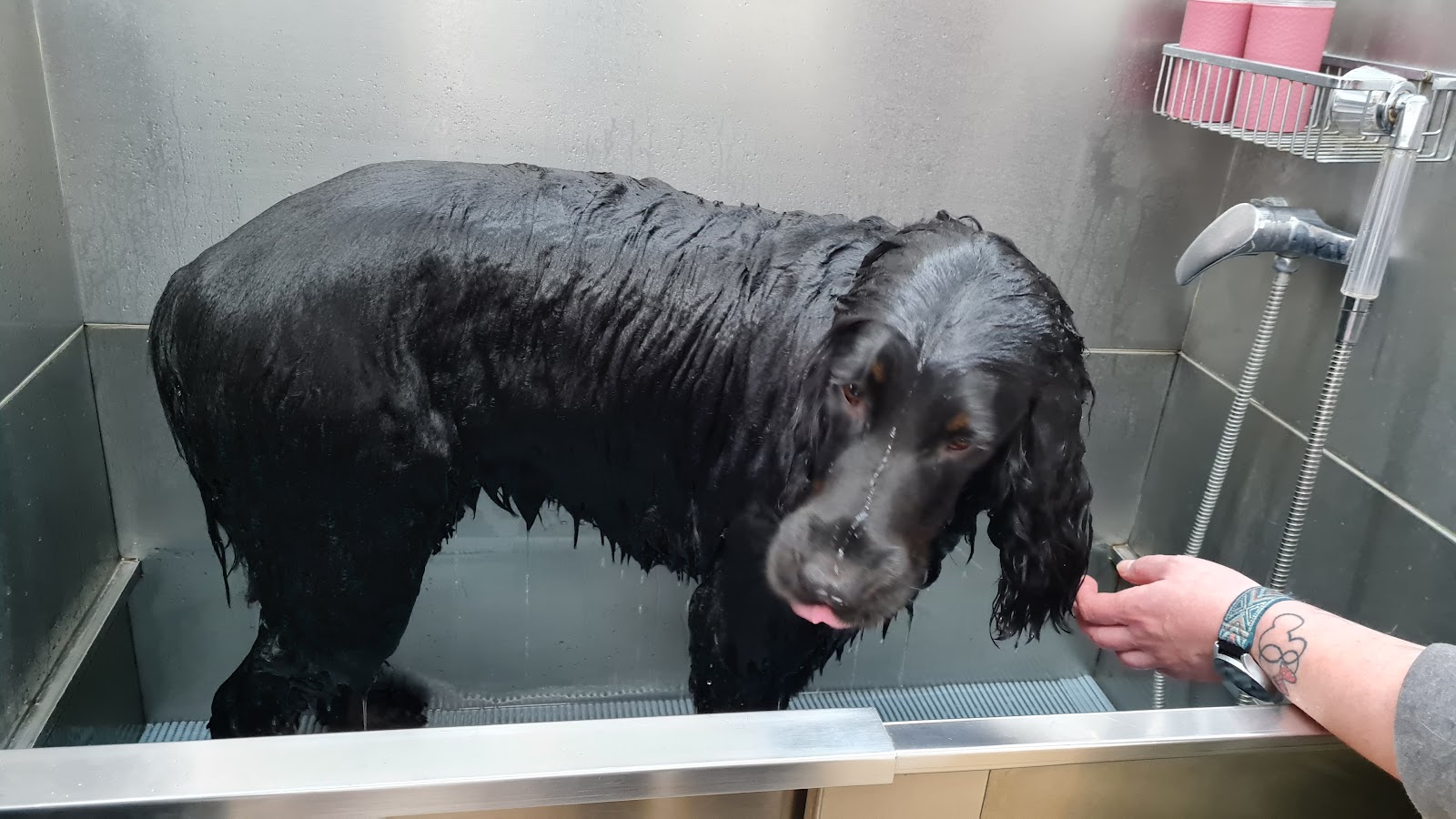 Cocker Spaniel beim Baden in der Edelstahl-Waschwanne