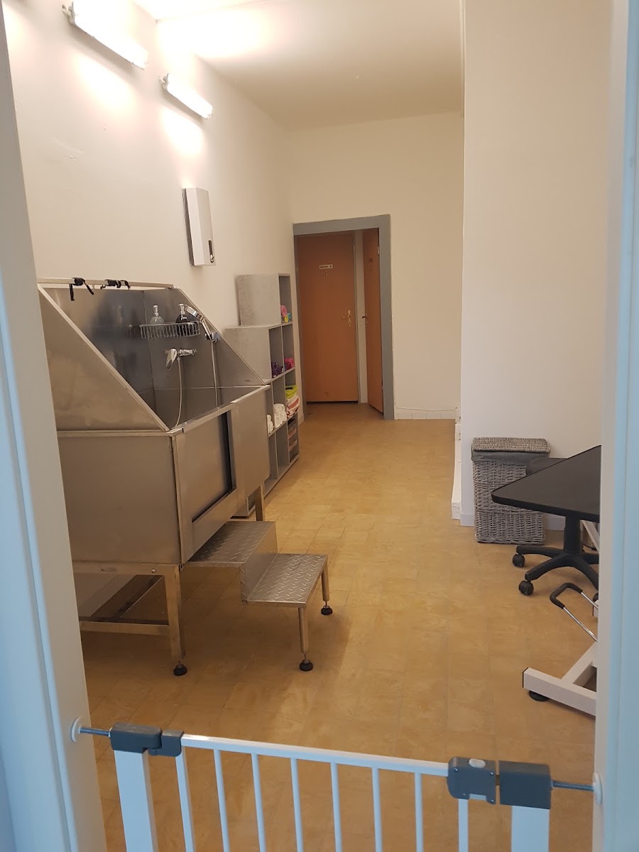 Salon-Innenraum von Pfötchenchaos mit Edelstahl-Waschbecken