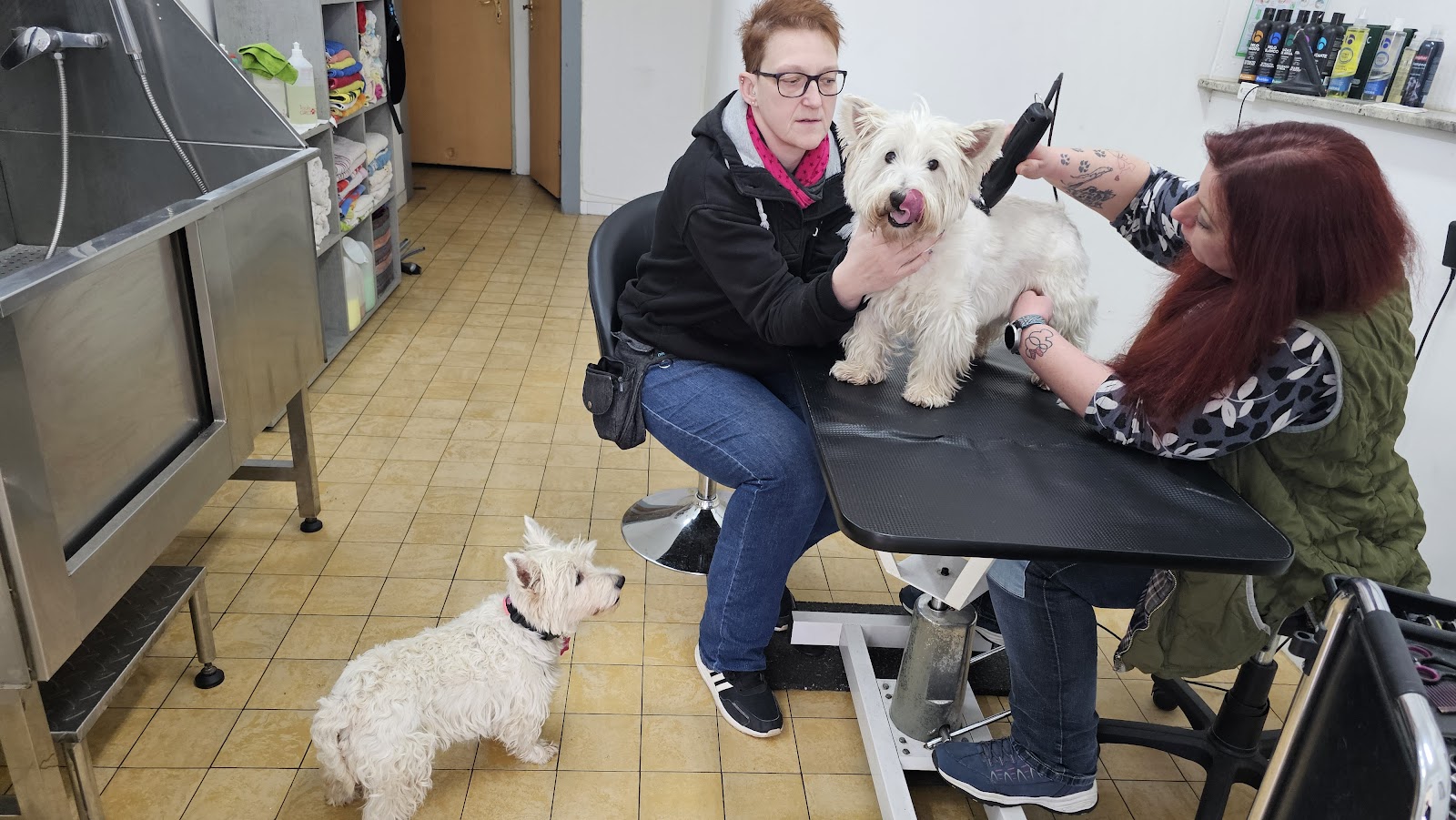 Cindy pflegt einen West Highland Terrier auf dem Pflegetisch, Besitzerin ist dabei
